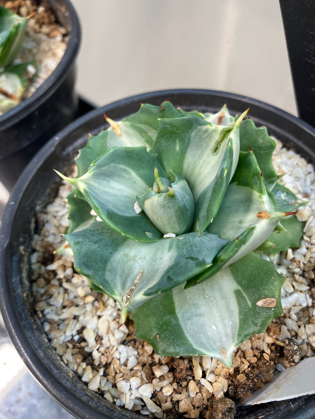 Agave americana var. medio-picta 'Aurea'