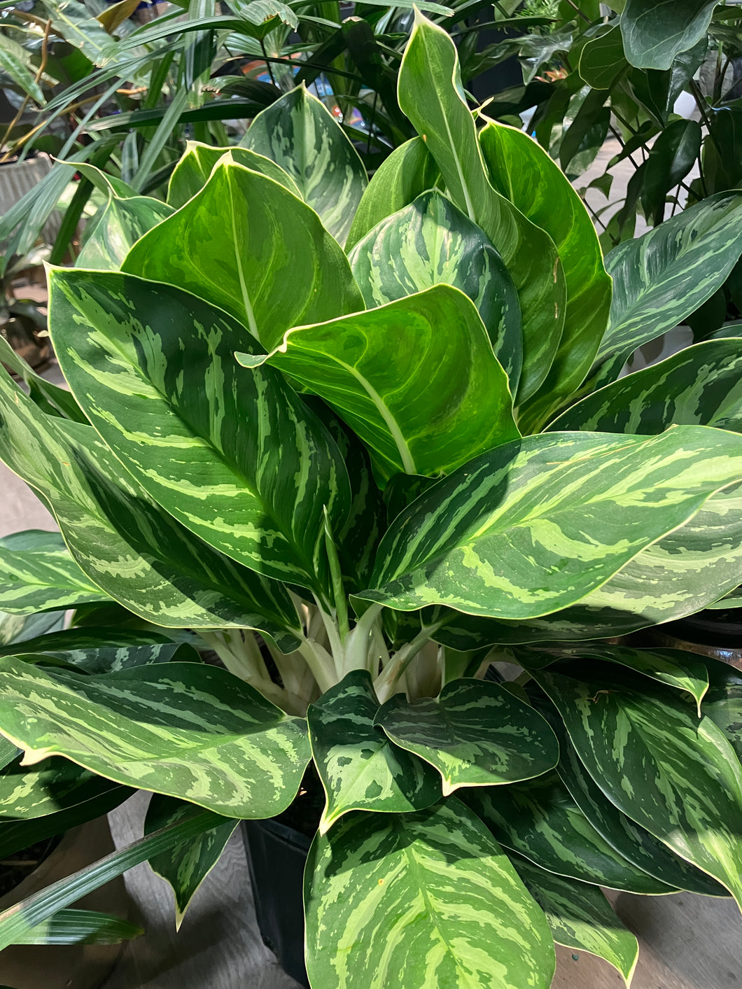 Aglaonema 'Legacy'