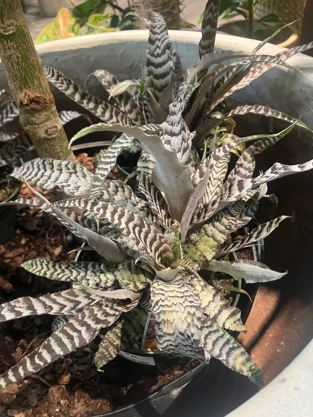Cryptanthus 'Absolute Zero'
