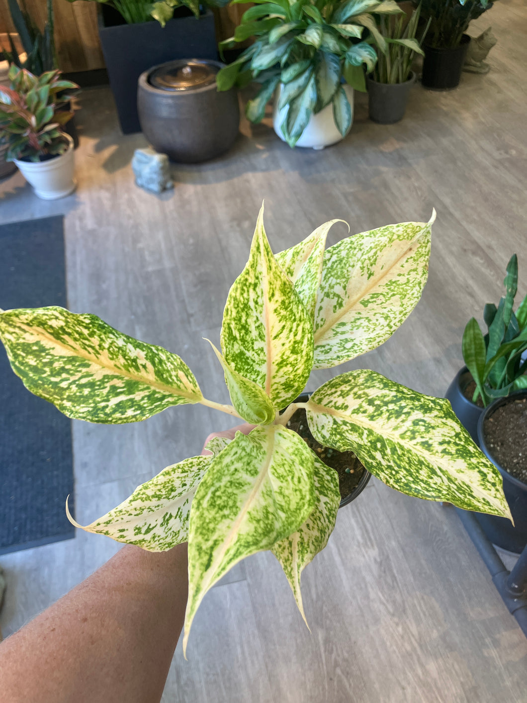Aglaonema 'White Snow Dream'