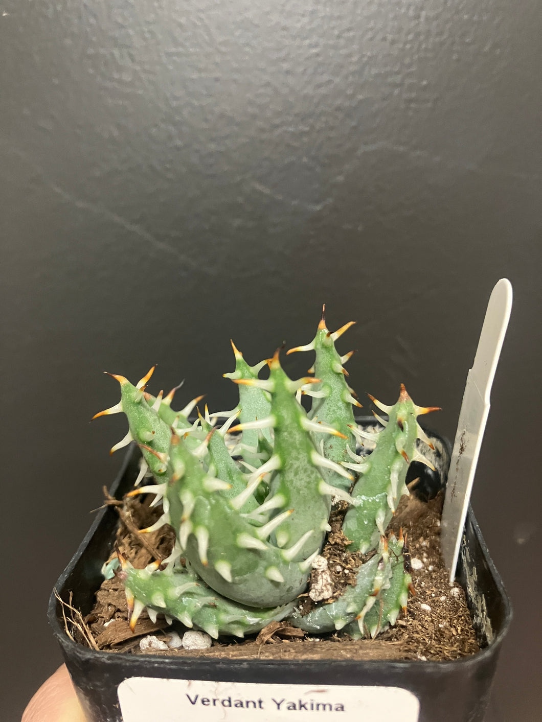 Aloe erinacea