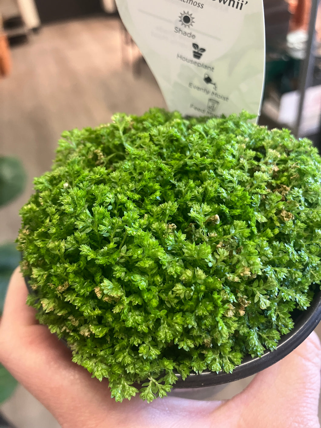 Selaginella krauss. 'Brownii'