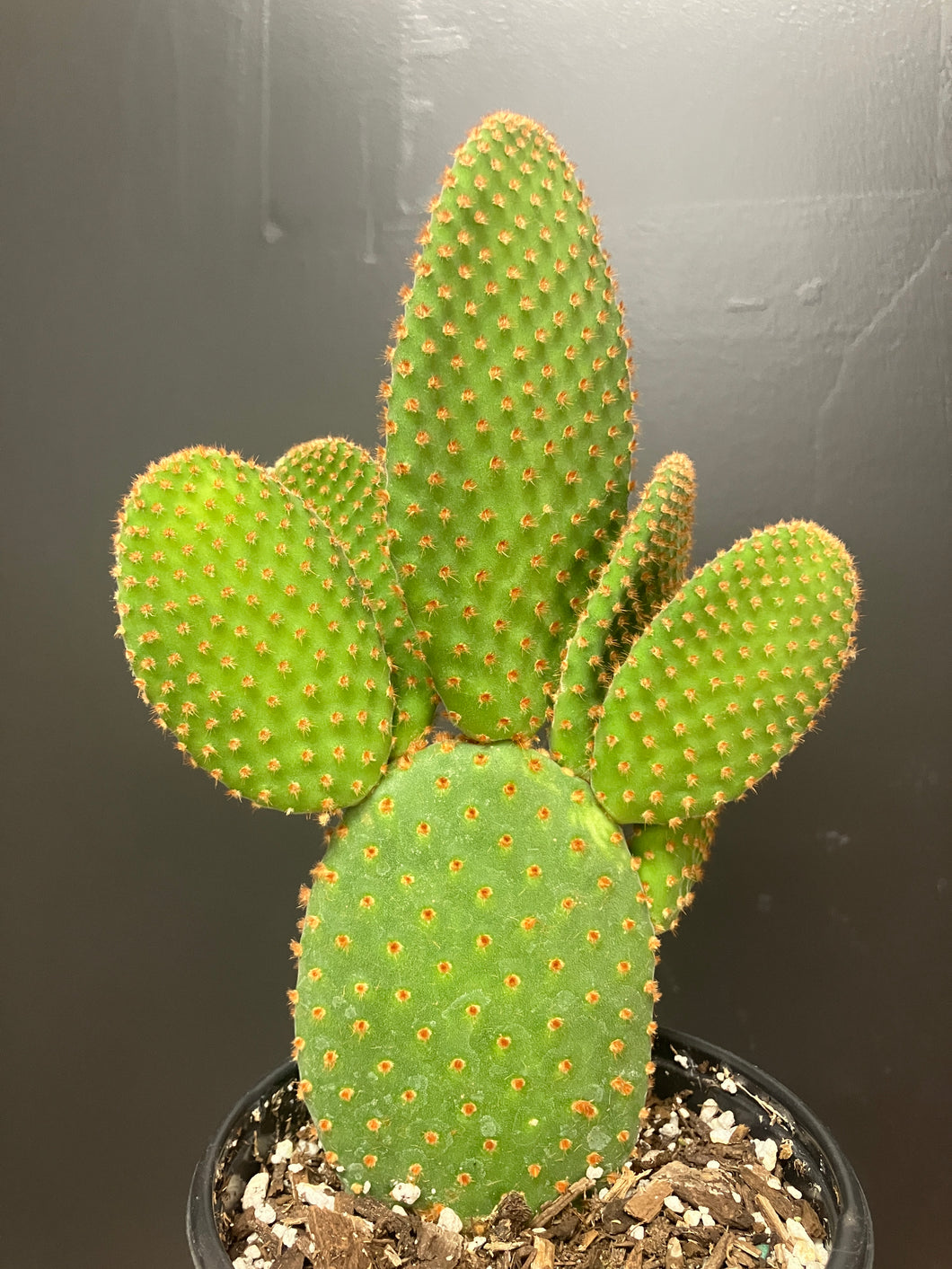 Opuntia microdasys 'Rubra'