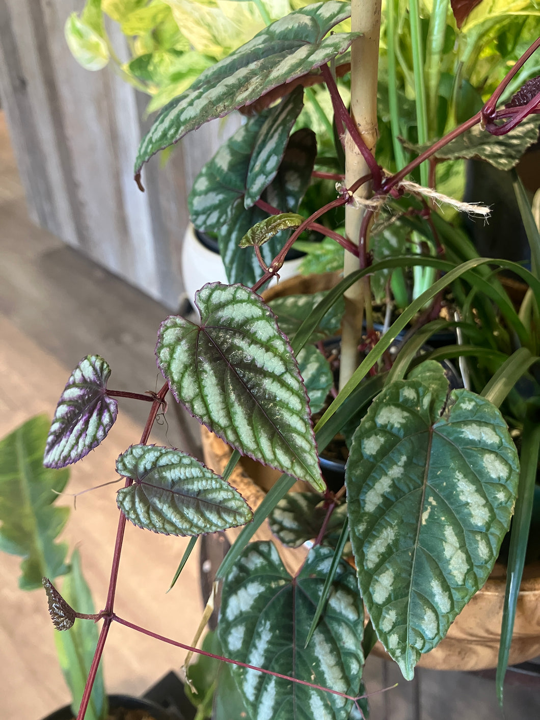 Cissus javana (Rex Begonia Vine)