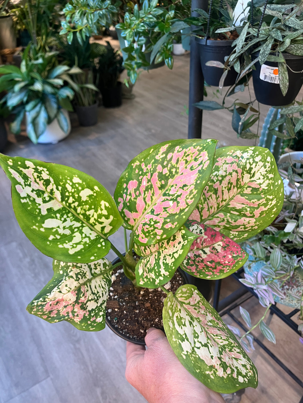 Aglaonema 'Anyamanee Tricolor'