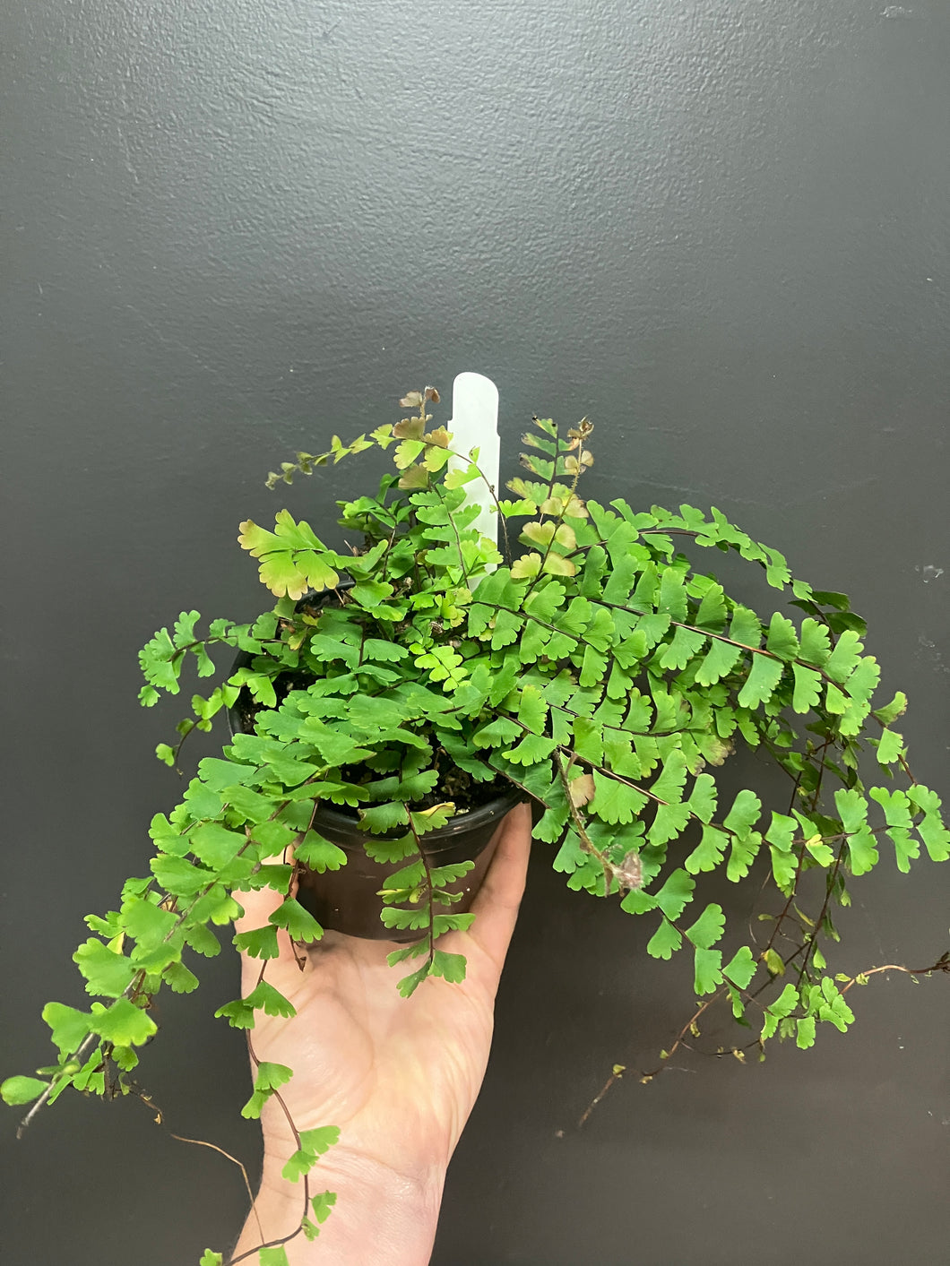 Adiantum caudatum (walking maidenhair fern)