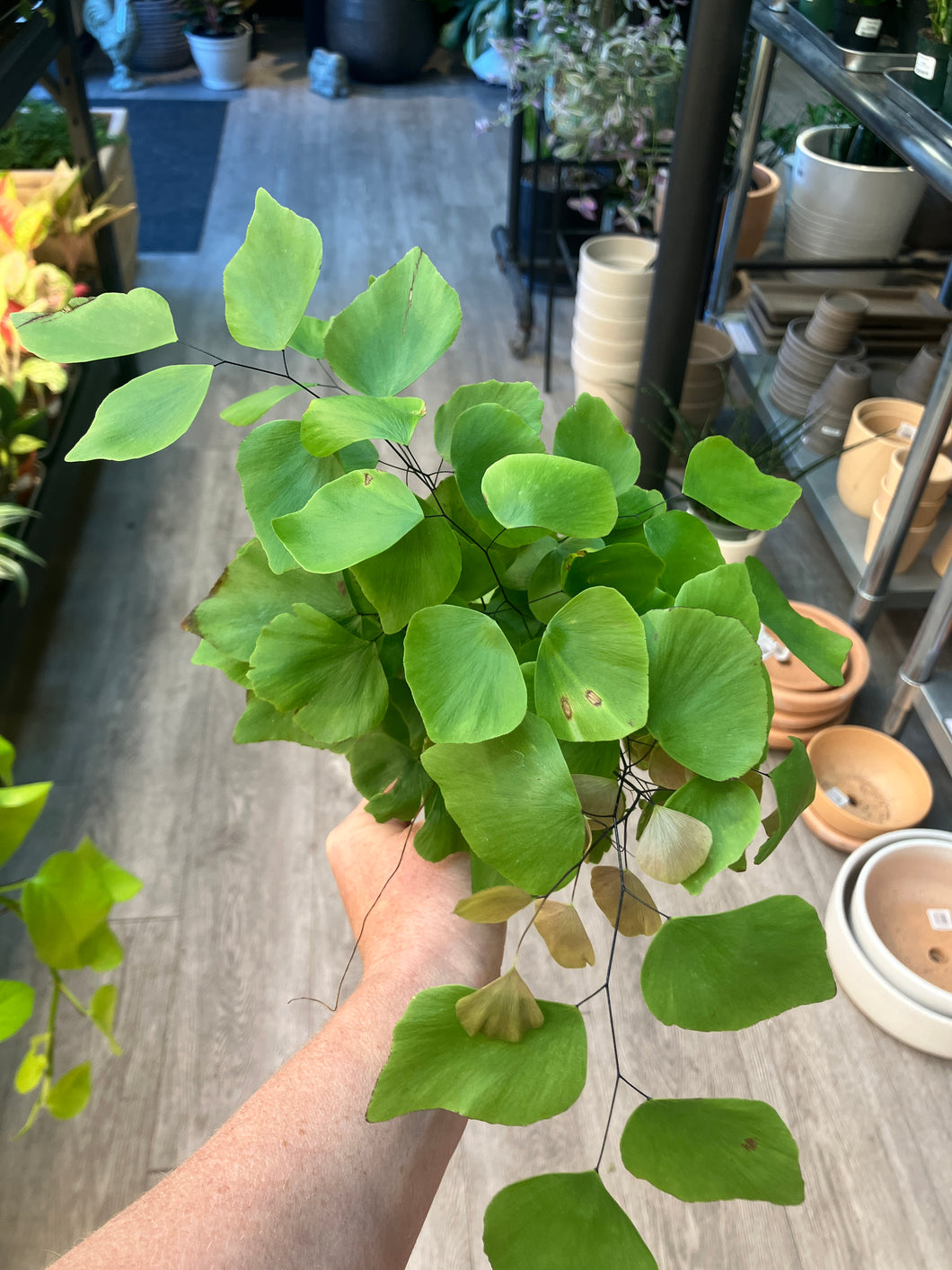Adiantum peruvianum (silver dollar fern)