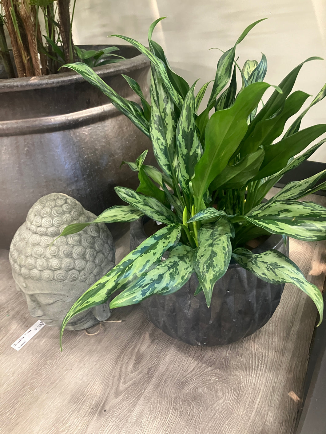 Aglaonema 'Juliette'