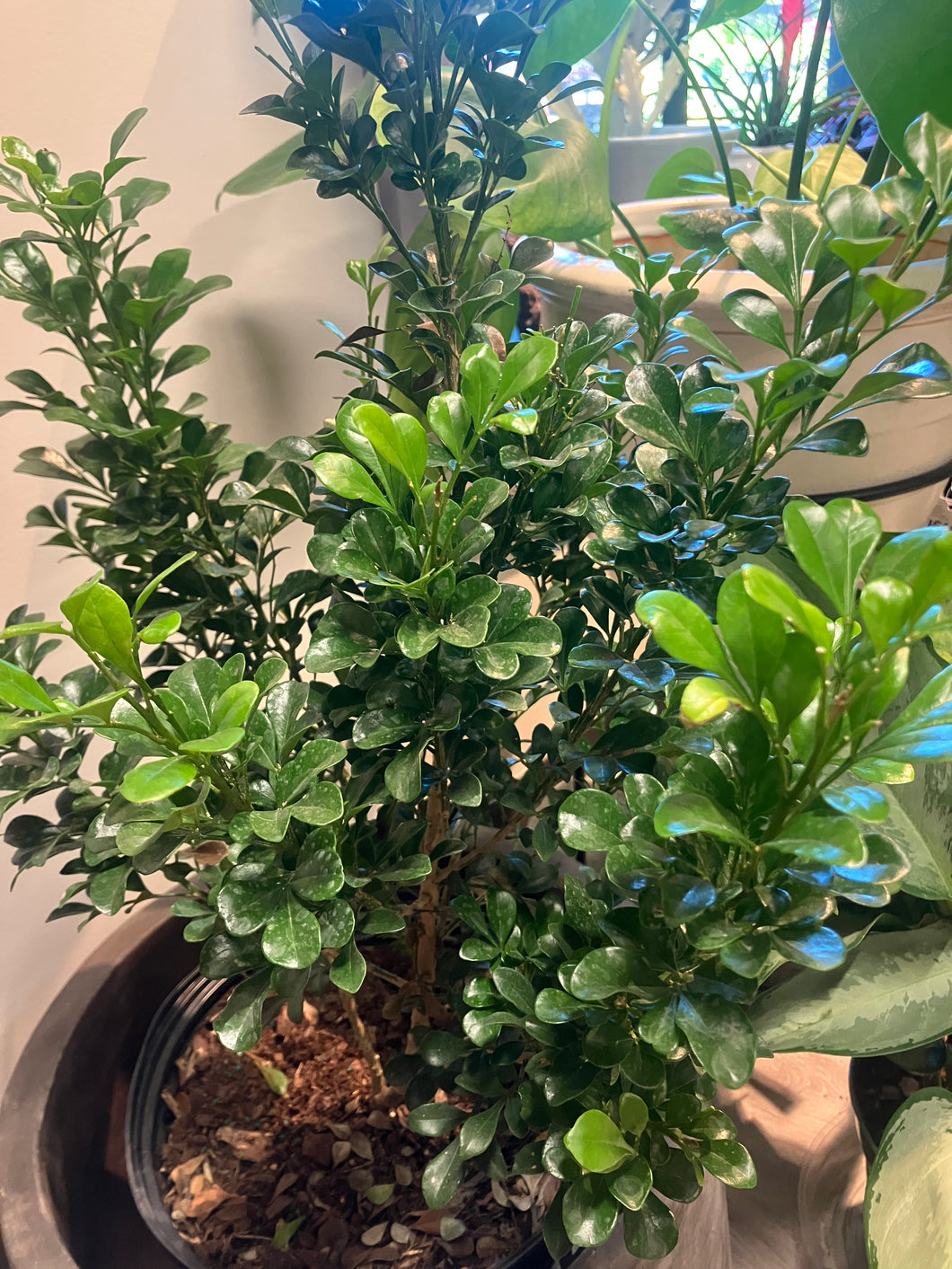 Aglaia odorata (Chinese Perfume Tree)