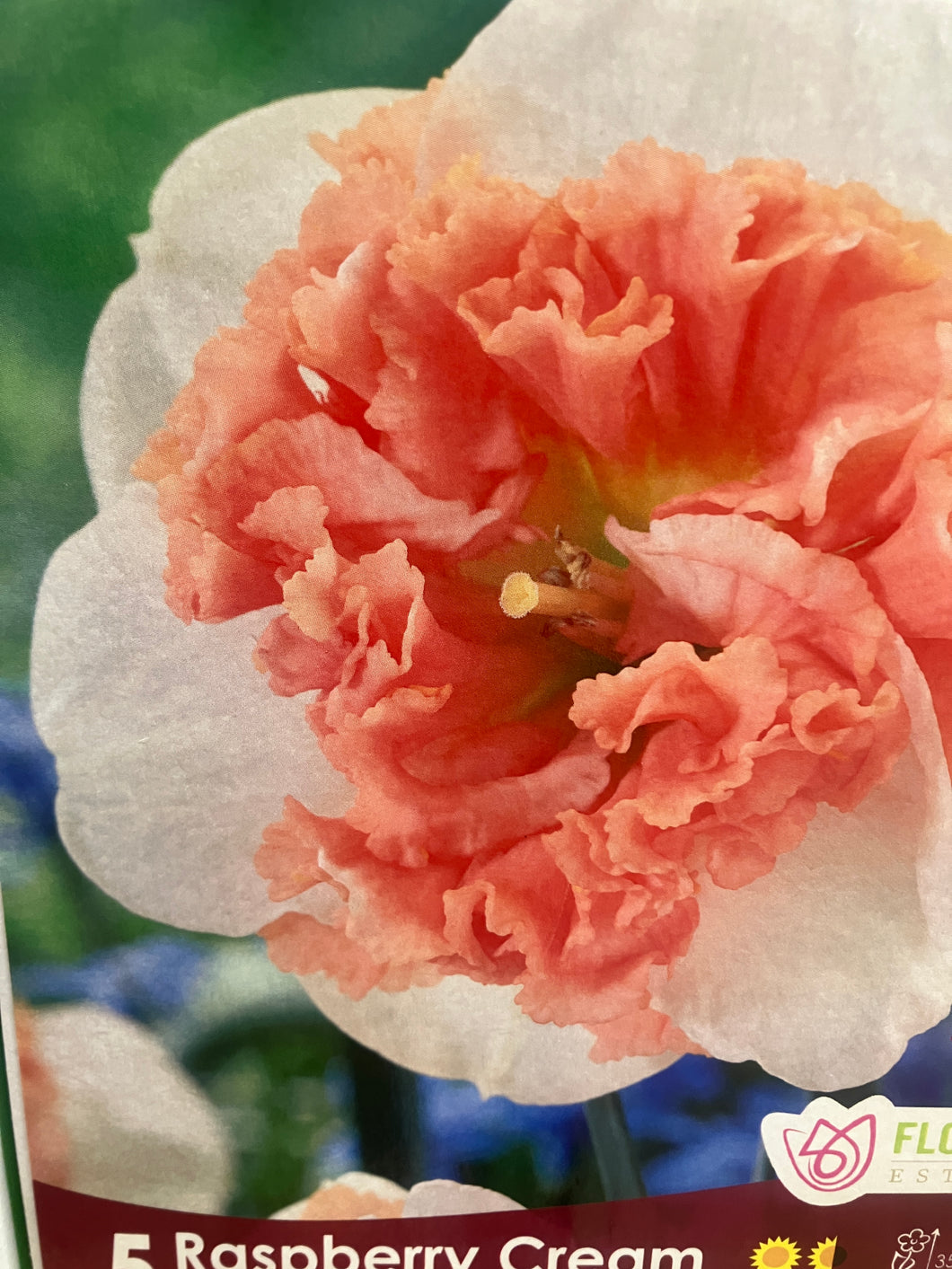 Narcissus split crown 'Raspberry Creme'
