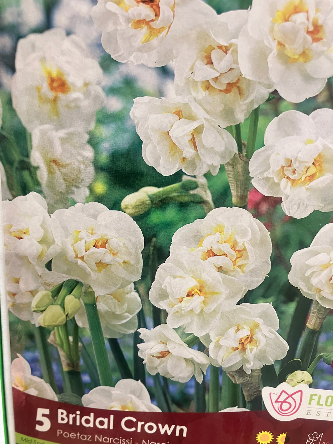 Narcissus poetaz 'Bridal Crown'