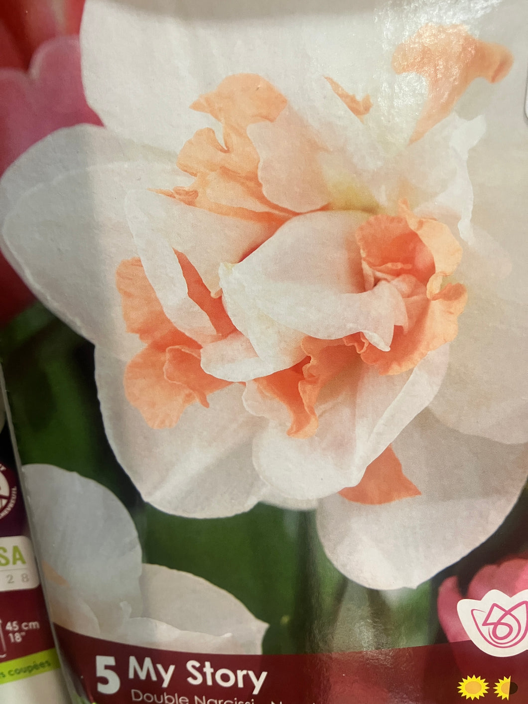 Narcissus double 'My Story'