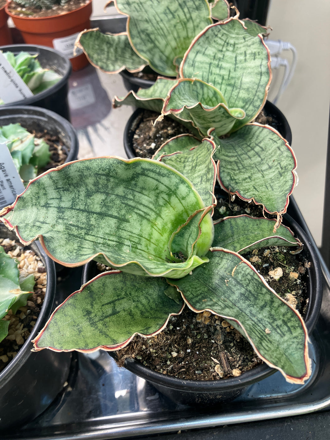 sansevieria kirkii for sale Sansevieria kirkii – Verdant Yakima