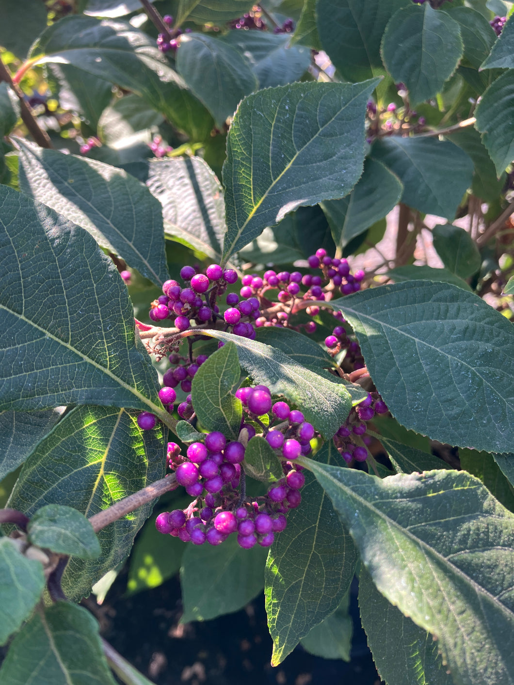 Callicarpa bodinieri 'Profusion'