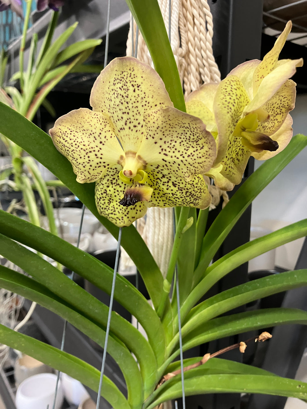 Vanda 'K Thai Spot'