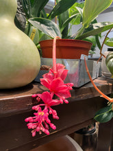 Load image into Gallery viewer, Medinilla magnifica (Philippine Orchid)
