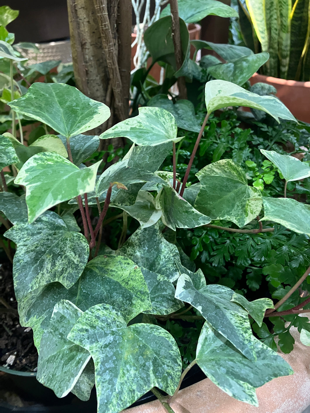 Hedera algeriensis 'Marble'