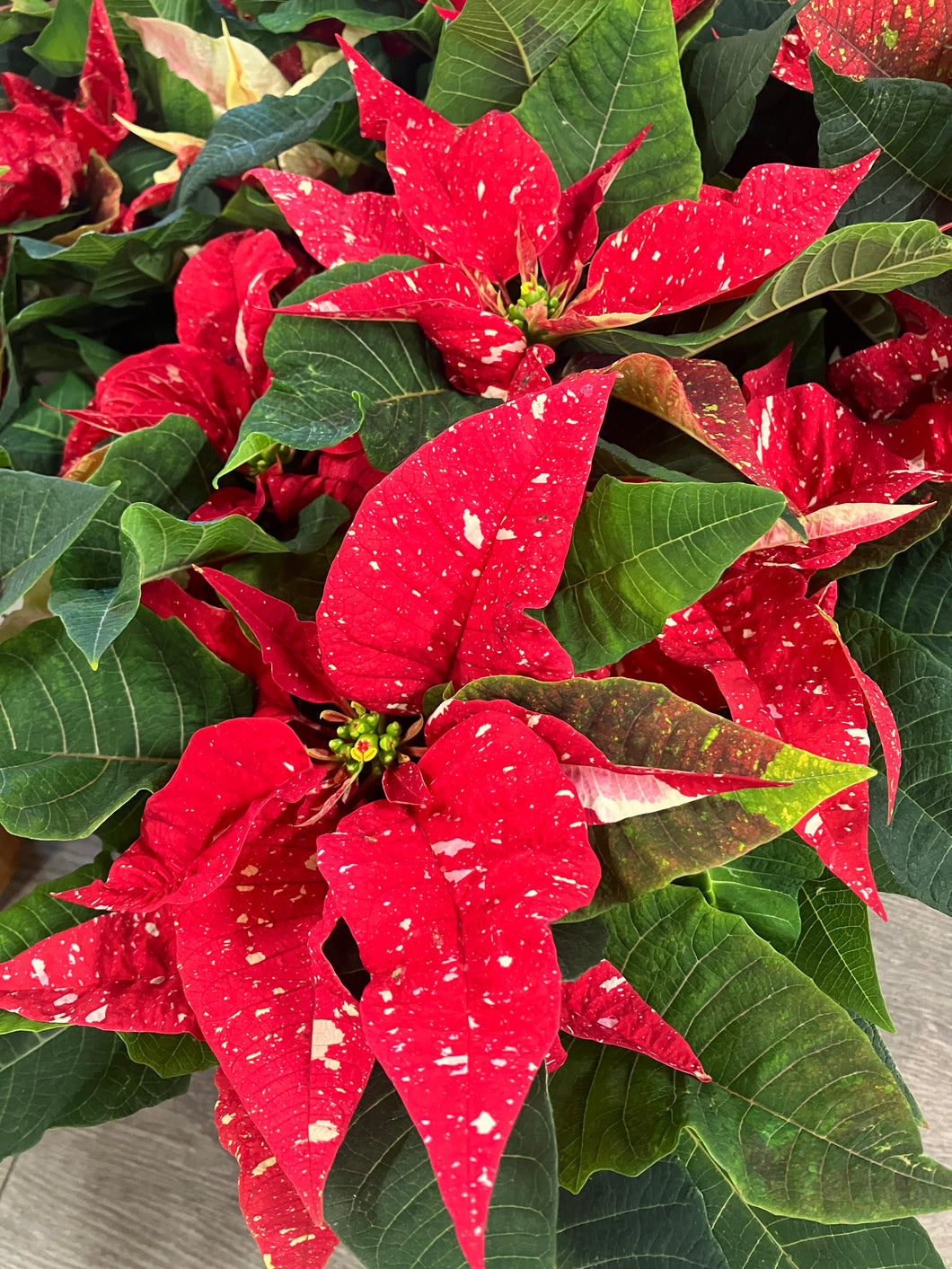 Poinsettia 'Jingle'