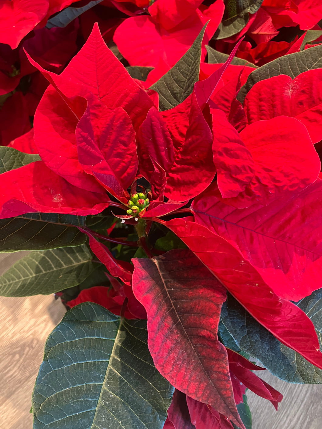 Poinsettia 'Dark Red'