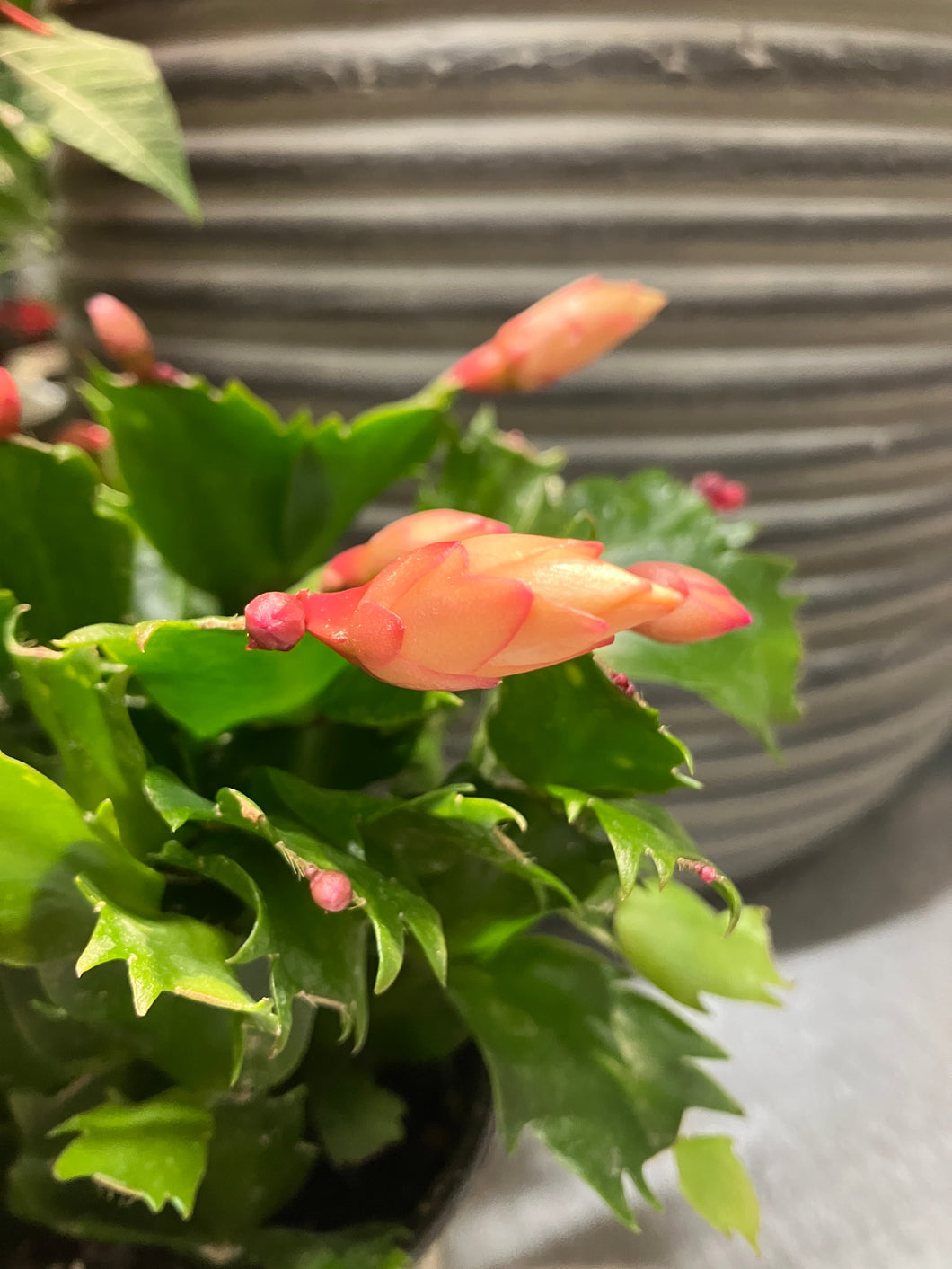 Schlumbergera hybrid 'Thor Sophia'