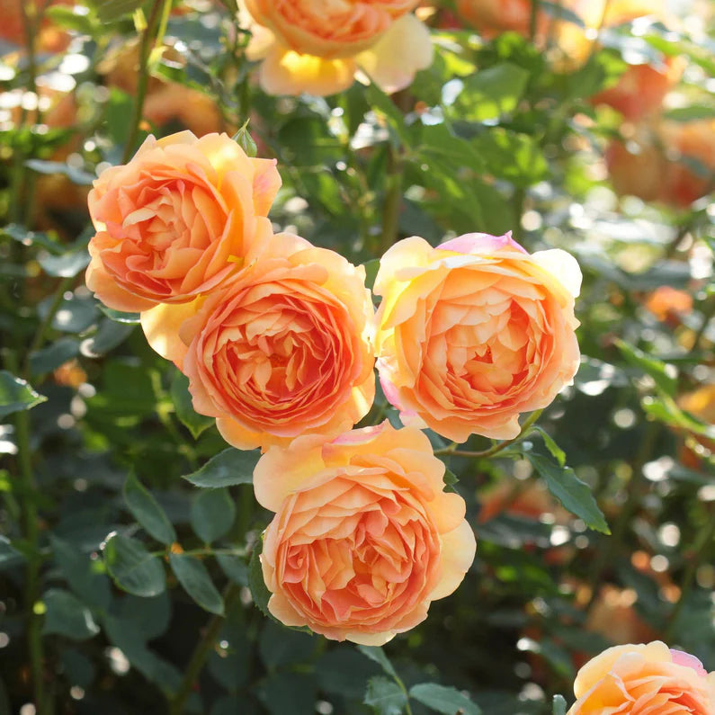 Rosa David Austin® 'Lady of Shalott'® (apricot) Shrub Rose