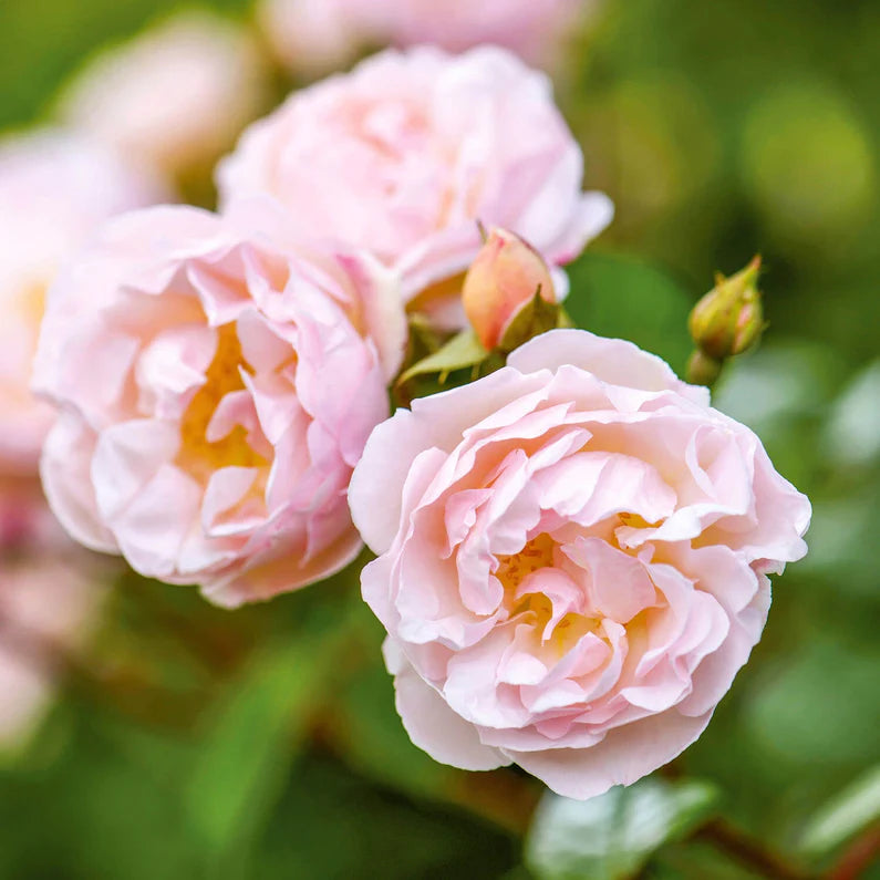 Rosa David Austin® 'Lady of the Lake'® (pink) Rambling Rose