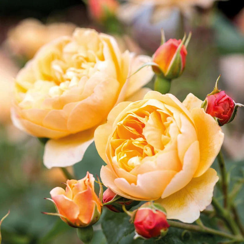 Rosa David Austin® 'Roald Dahl'® (peach) Shrub Rose