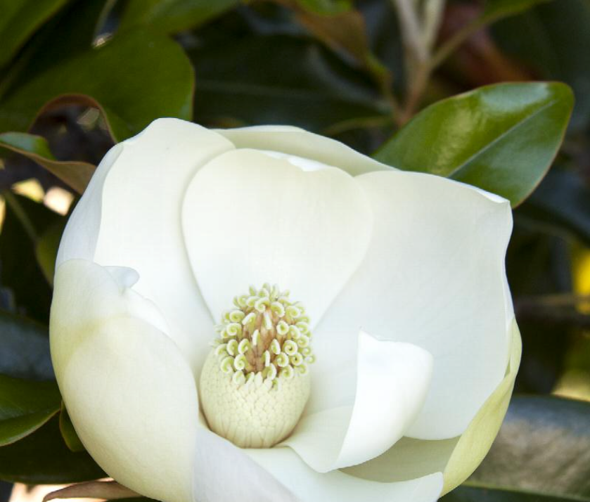 Magnolia grandiflora 'Little Gem'
