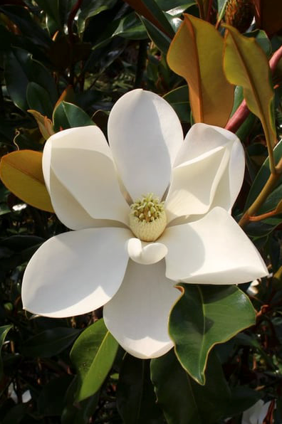Magnolia grandiflora 'Kay Parris'