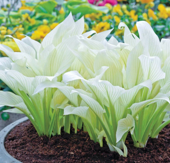 Hosta 'White Feathers'