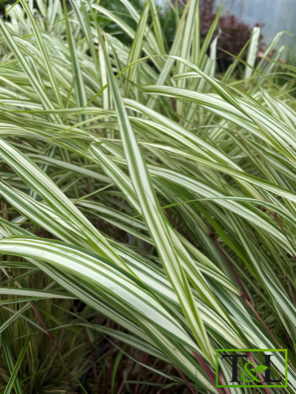 Hakonechloa macra 'Lime Zest'(Japanese Forest Grass)