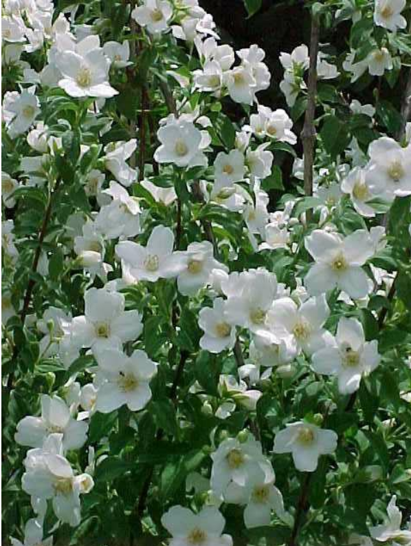 Philadelphus lewissii 'Belle Etoile' (Mock Orange)