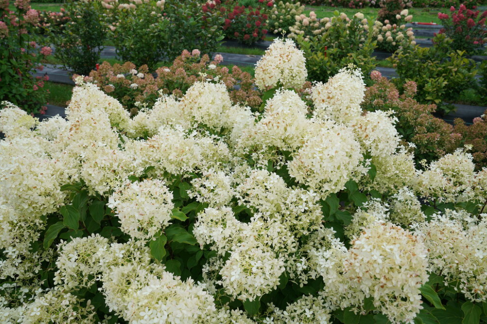 Hydrangea paniculata Puffer Fish