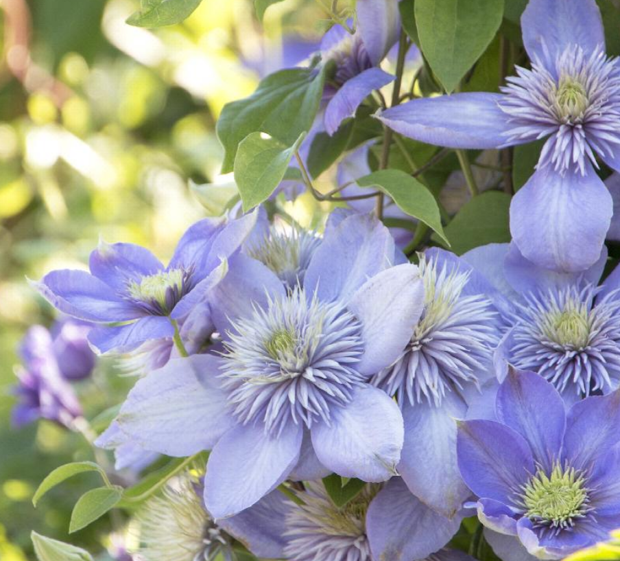 Clematis 'Blue Light'