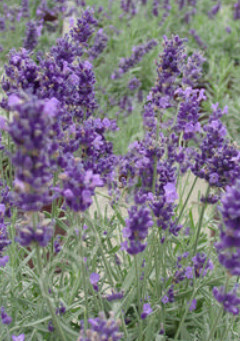 Lavender, x i. Hidcote Giant