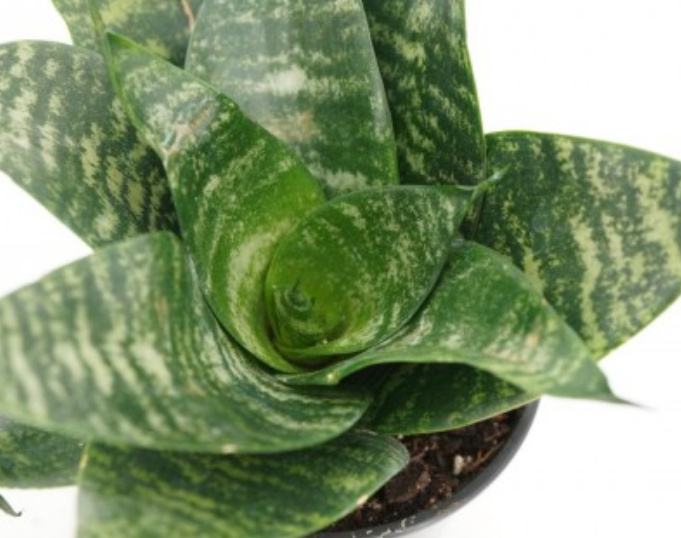 Sansevieria hahnii 'Forest Star'