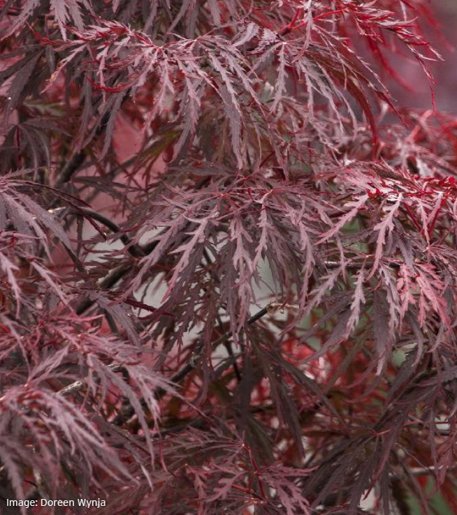 Acer pd. 'Red Dragon'