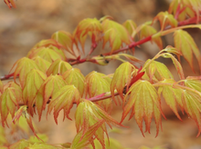 Load image into Gallery viewer, Acer palmatum &#39;Katsura&#39;
