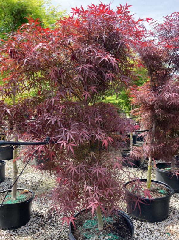 Acer palmatum 'Hubb's Red Willow'