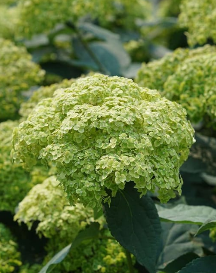 Hydrangea arborescens INVINCIBELLE SUBLIME