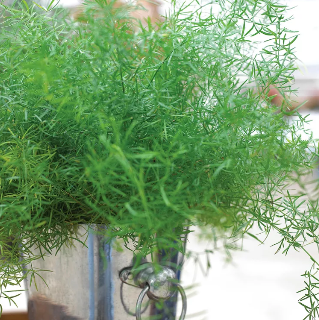 Asparagus aethiopicus