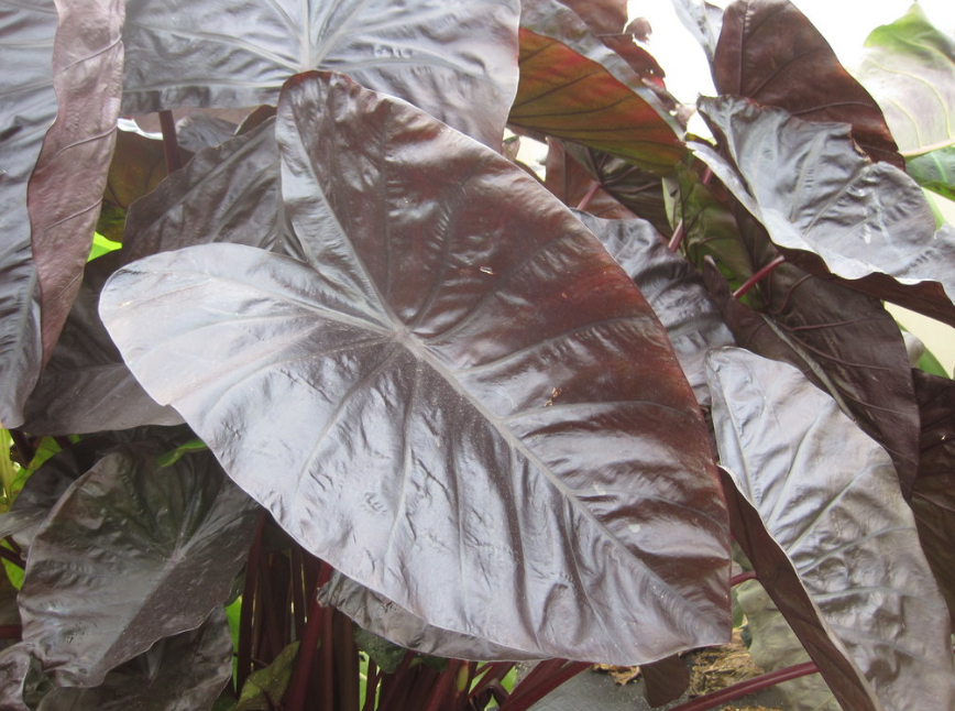 Colocasia E.  'Black Coral'