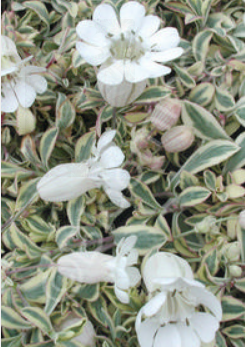 Silene u. Druetts Variegated