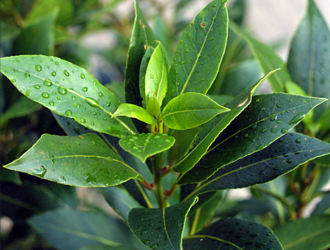 Laurus Nobilis (Bay Laurel) - culinary