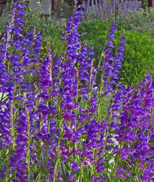 Penstemon strictus