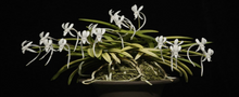 Load image into Gallery viewer, Neofinetia falcata  (Samurai Orchid)
