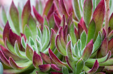 Echeveria setosa 'Hybrid Flexy'