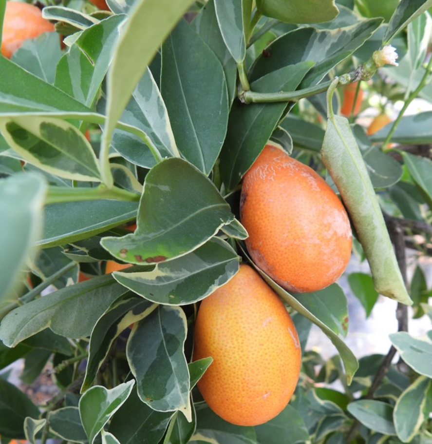 Fortunella japonica 'Centennial Variegated' (Kumquat)