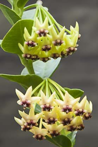Hoya cumingiana (Bush Hoya)