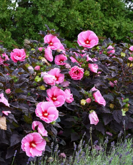 Hibiscus SUMMERIFIC® 'Edge of Night'